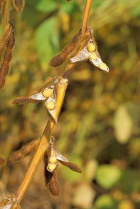 soy bean 