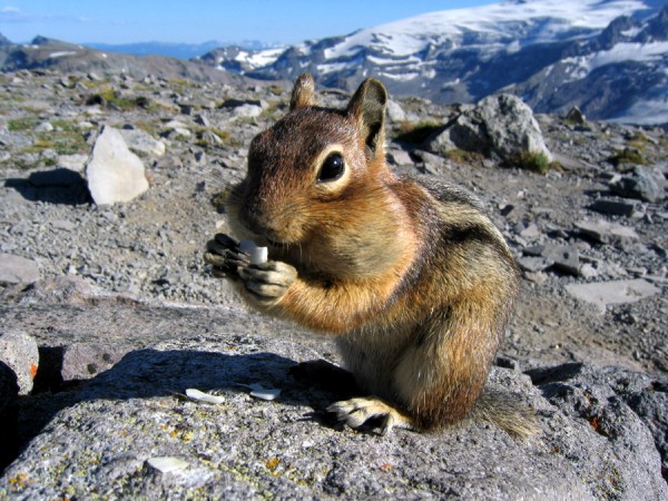 snacks