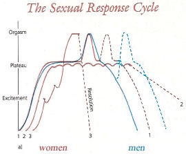 sexresponsecycle_022