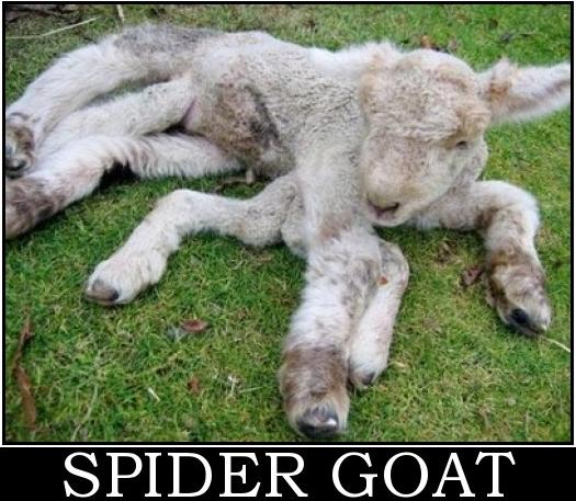 Spider goat, spider goat...does whatever a spider can