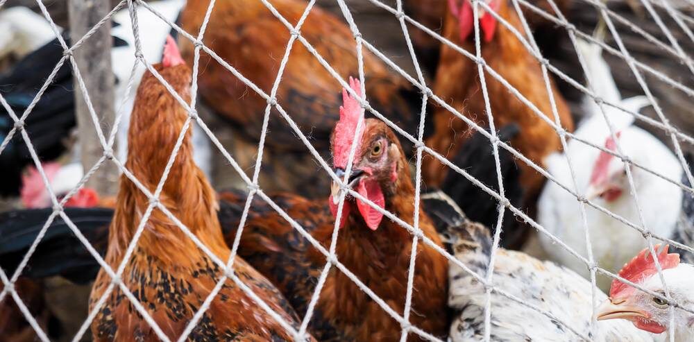 Avian Influenza Travel Advice - Picture of Quarantined Poultry