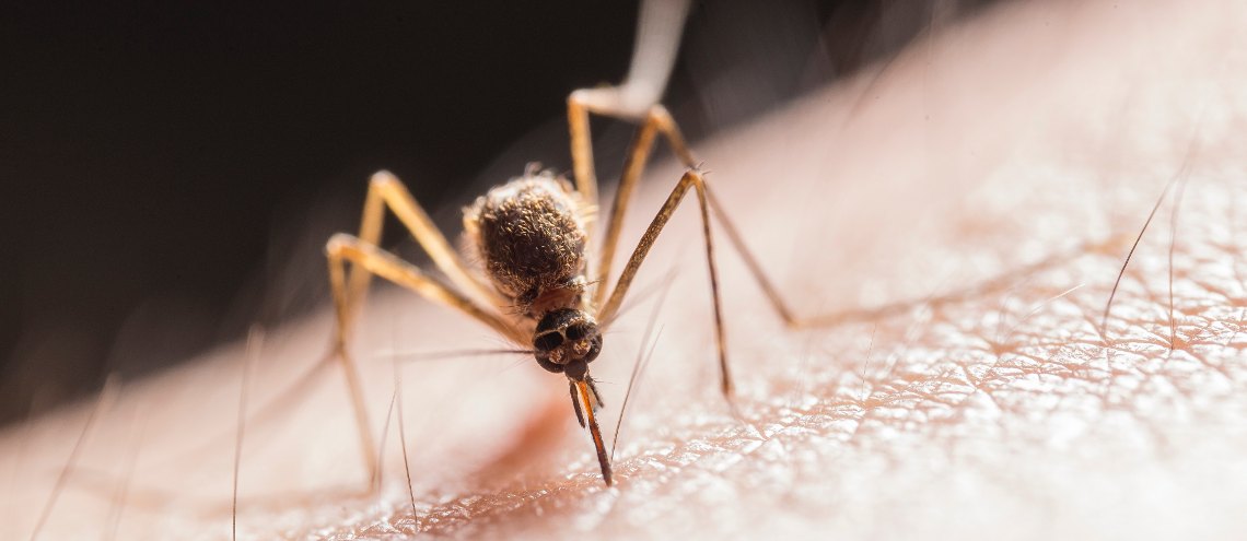 Dengue is spread and transmitted to humans through bites of infected female mosquitoes