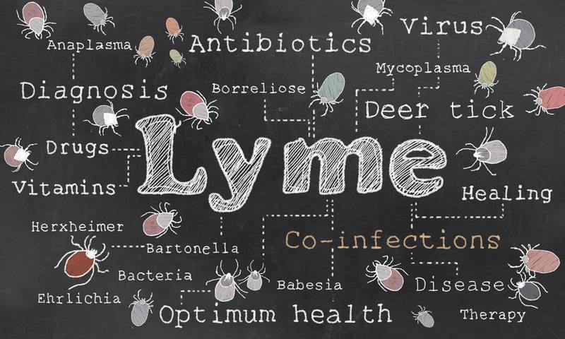 Lyme Disease Infographic