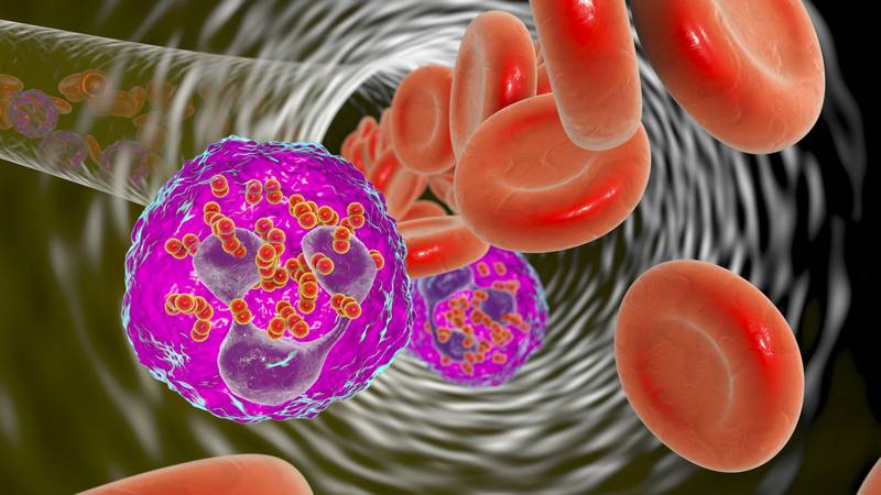 Meningococcal Disease Diagram
