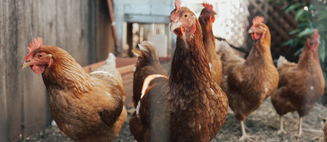 Group of chickens walking on the dirt