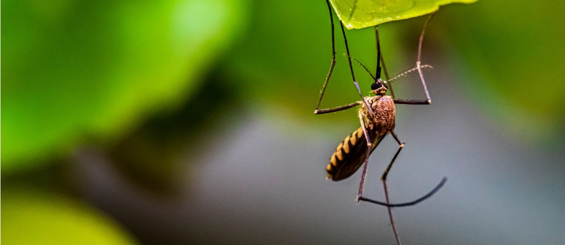 Close up of mosquito on leaf