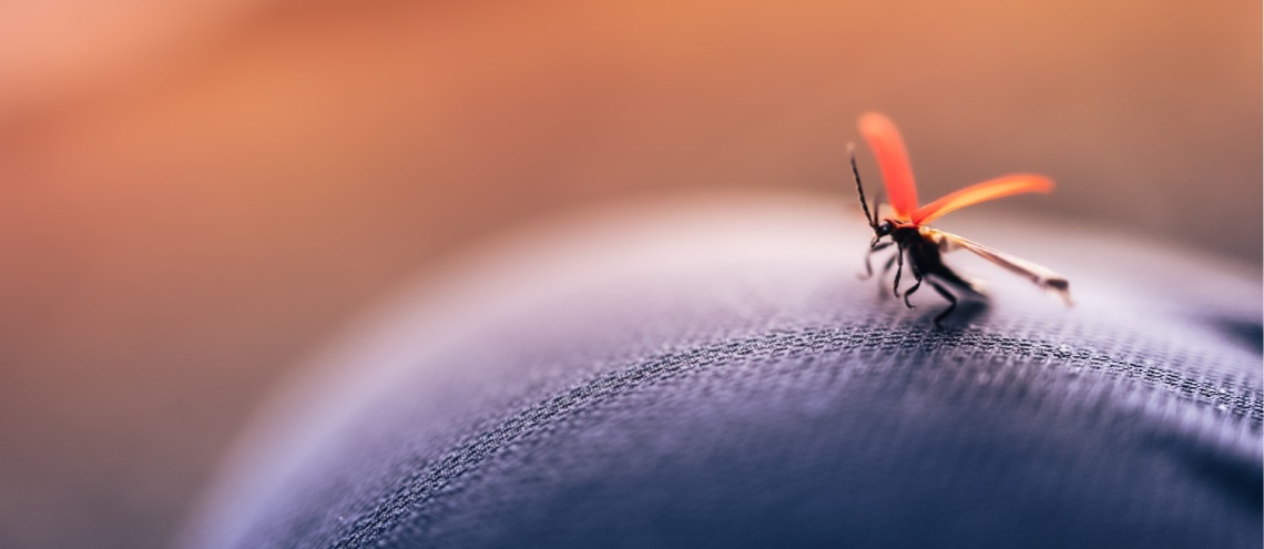 Close up of mosquito 