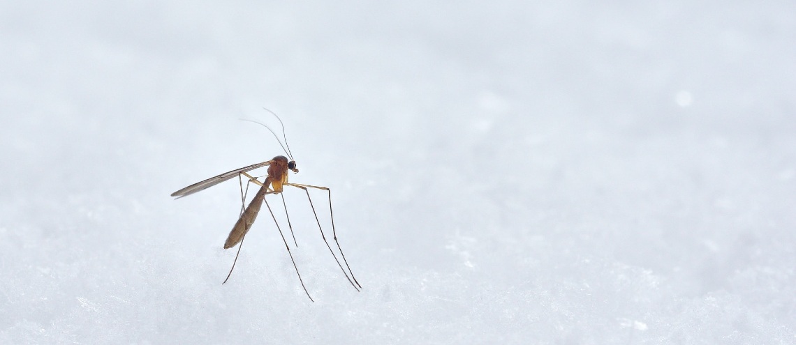 Close up of mosquito body on white background