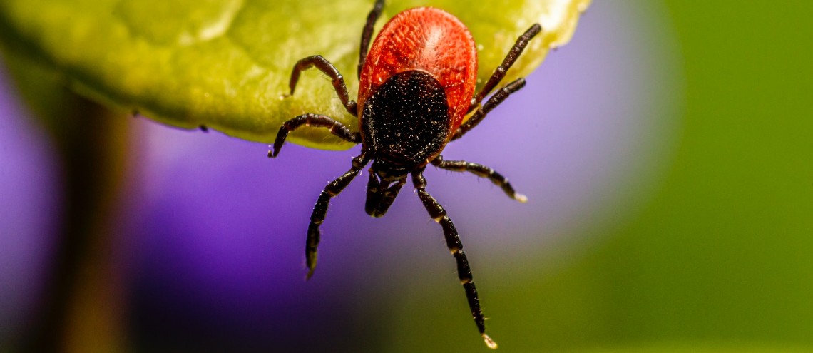 Close up of black and red tick on leaf