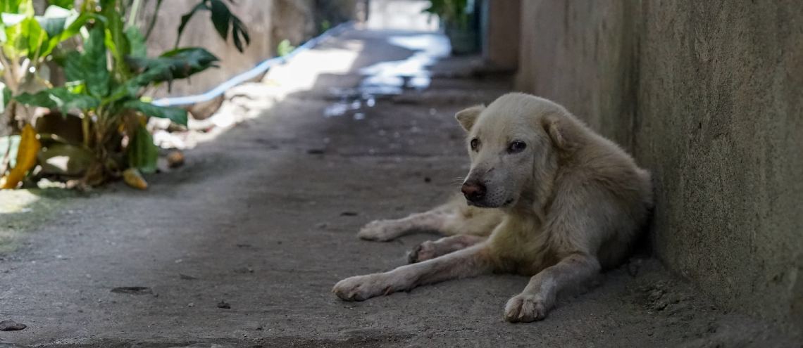 Stray dog lying down in an alley 