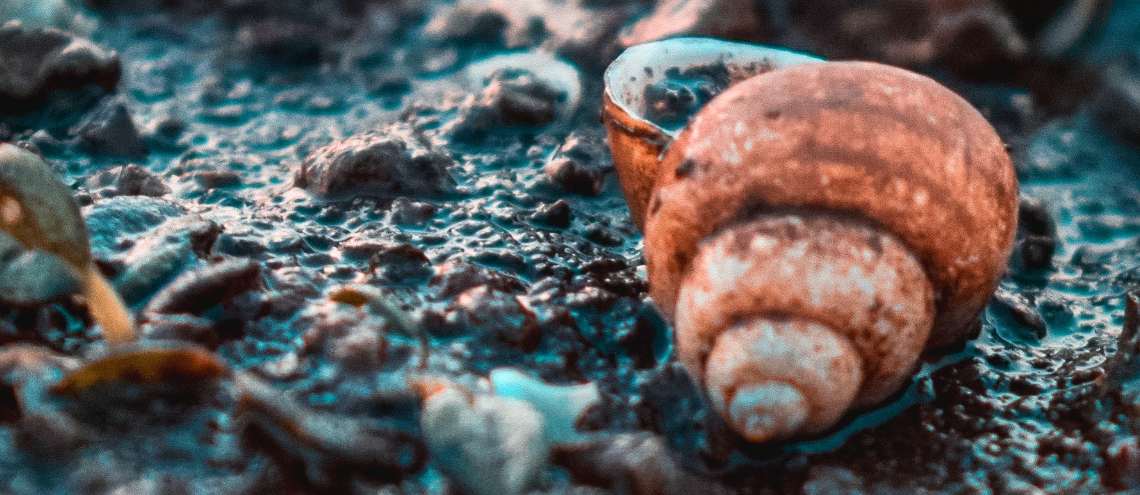 Freshwater snail on wet sand 