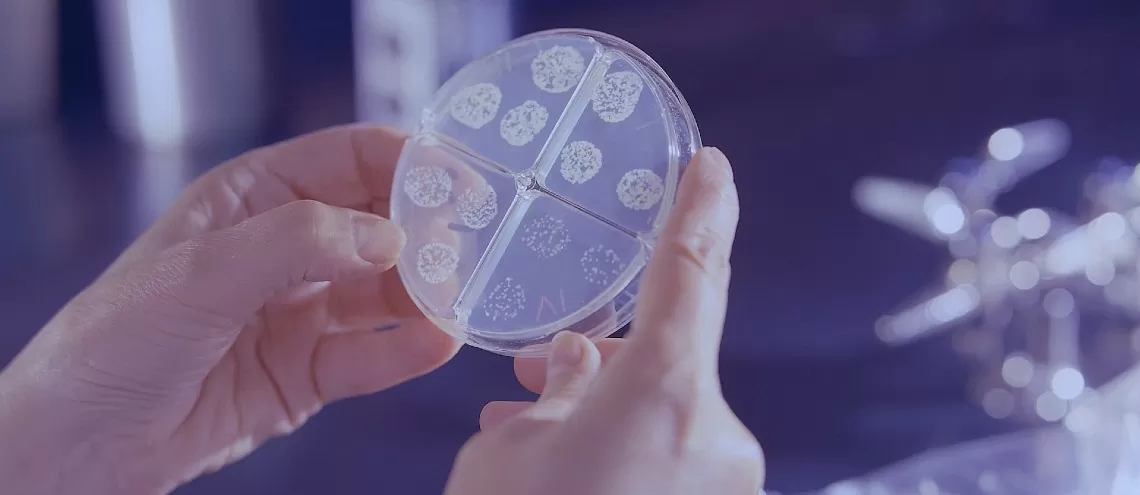 Mycobacterium tuberculosis drug susceptibility test