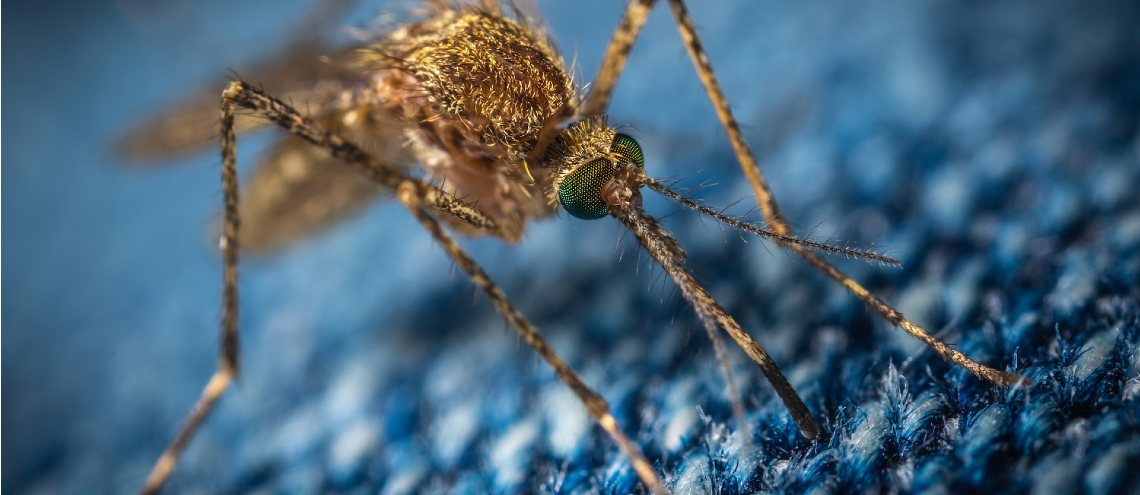 Close up of mosquito's body
