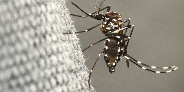 Moaquito representing mosquito-borne diseases