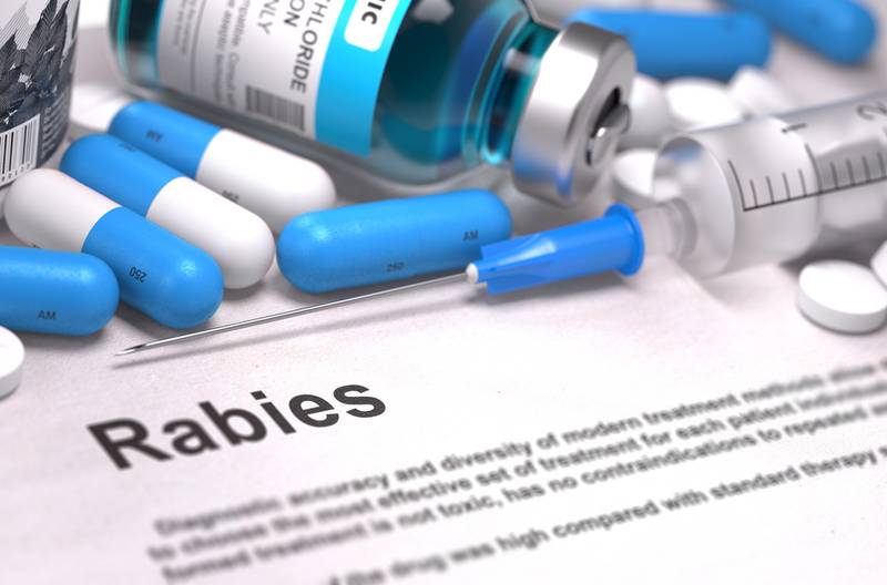 The Rabies Travel Advice Guide [Updated 2023]