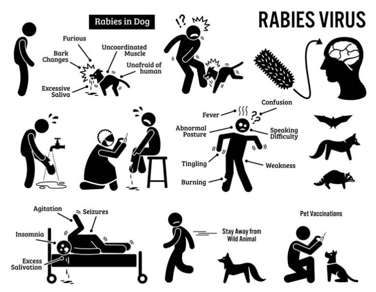 The Rabies Travel Advice Guide [Updated 2023]