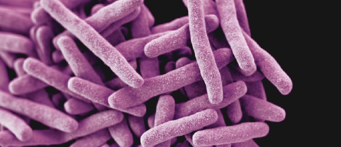 3D computer generated image of Mycobacterium tuberculosis bacteria, the pathogen responsible for causing the disease tuberculosis