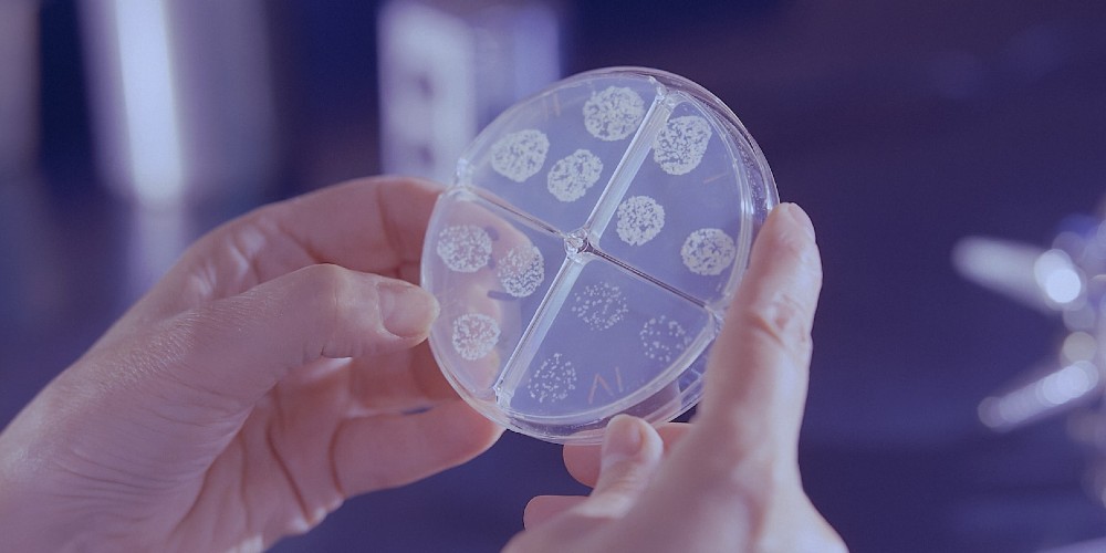 Mycobacterium tuberculosis drug susceptibility test