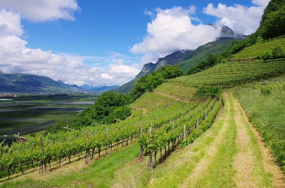 Vineyard in Trento Italy
