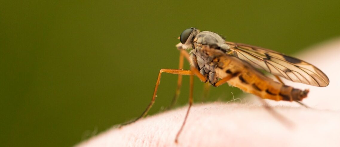 Yellow fever mosquito