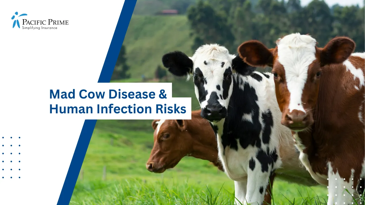 Image of Brown And White Cow Grazing On A Green Grass Field In Daylight with text overlay of "Mad Cow Disease & Human Infection Risks"