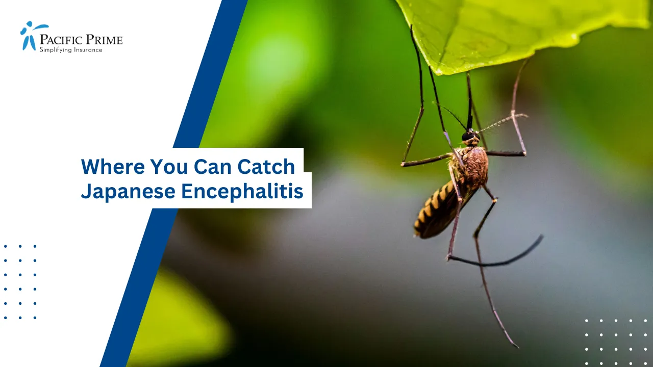 Image of Close-up Of Mosquito Resting On A Green Leaf with text overlay of "Where You Can Catch Japanese Encephalitis"