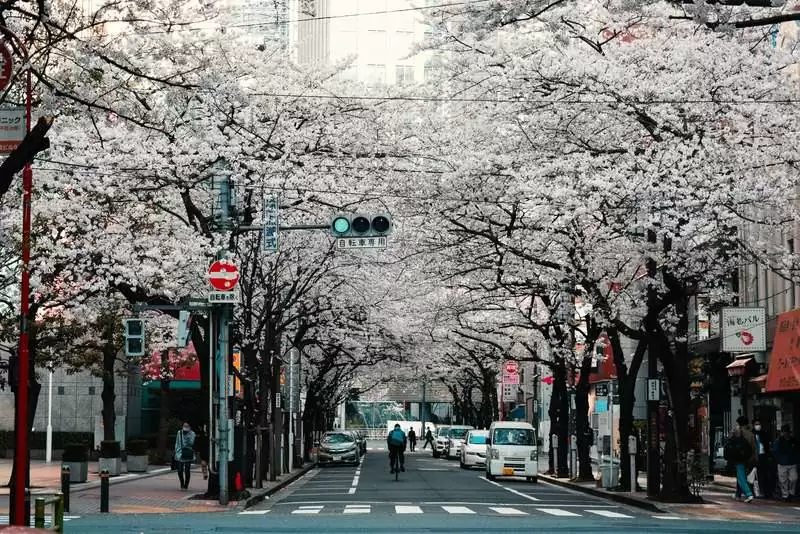Kyoto's Delicate Cherry Blossoms