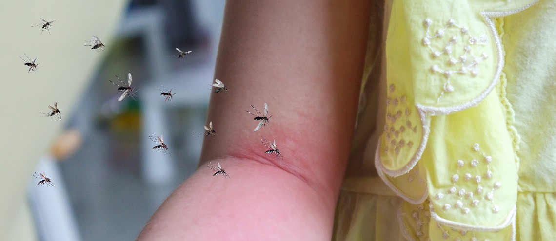 Dengue outbreaks typically occur during the rainy season in tropical regions,