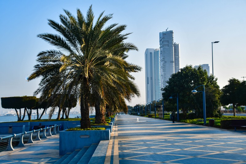 Roadside palm tree in Abu Dhabi, UAE