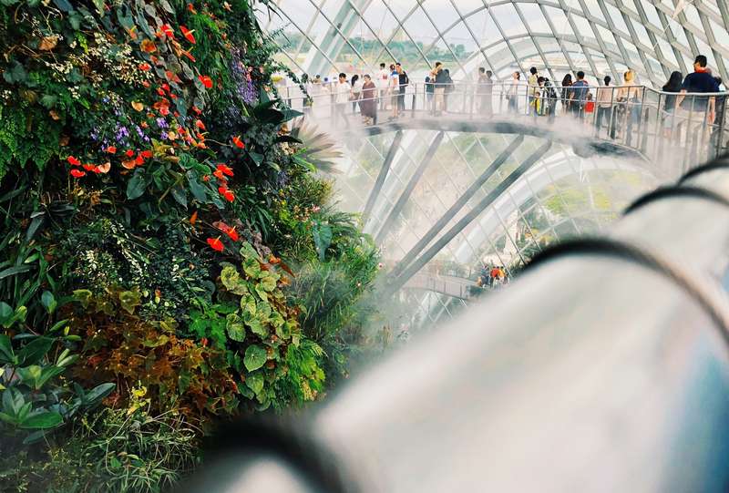 Tanjong Pagar's Enchanting Cloud Forest